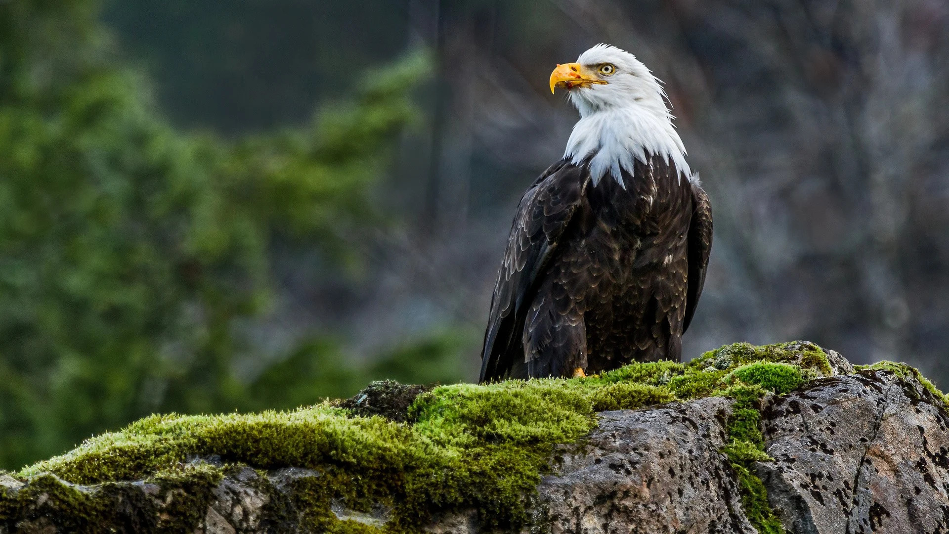 bald eagle