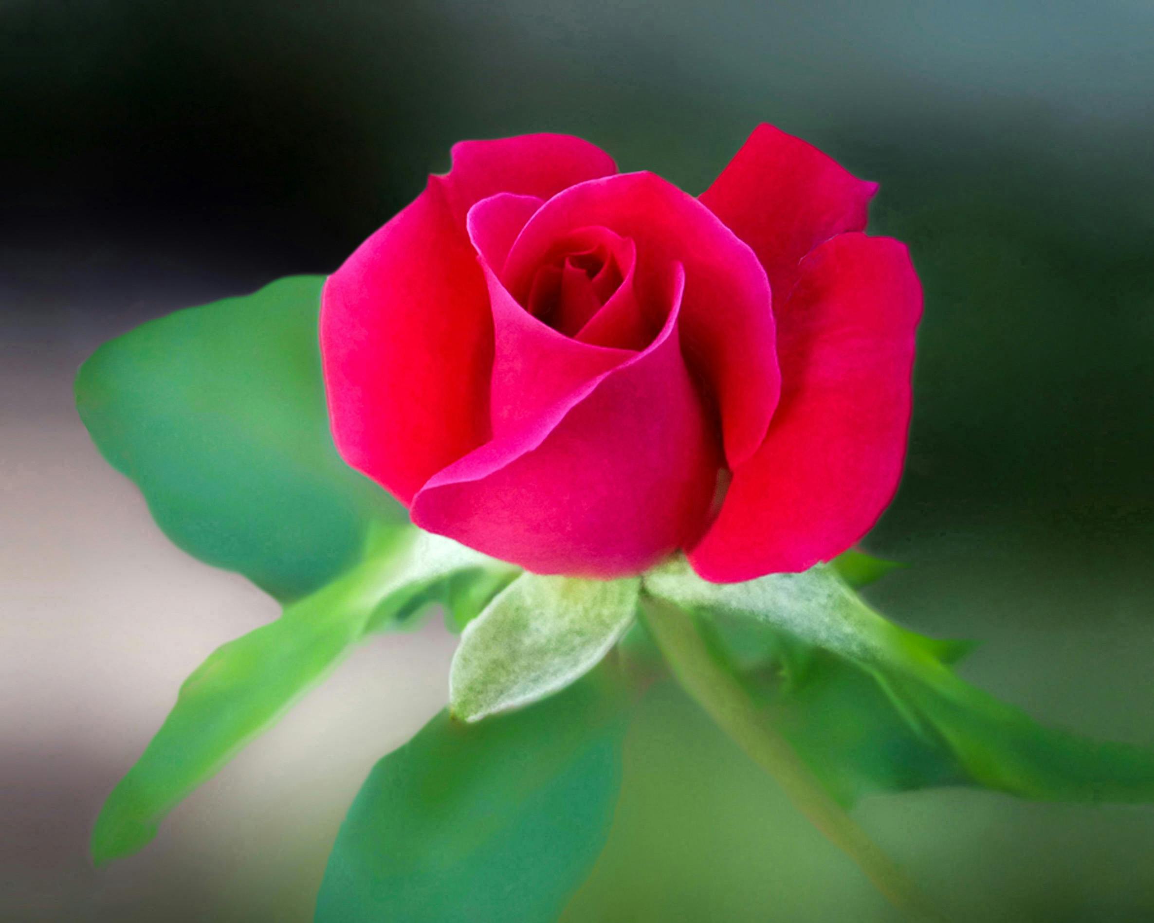 red rose