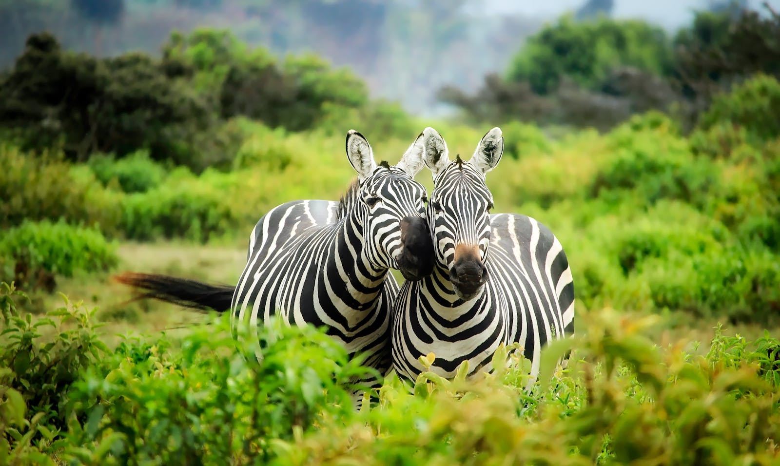 zebras
